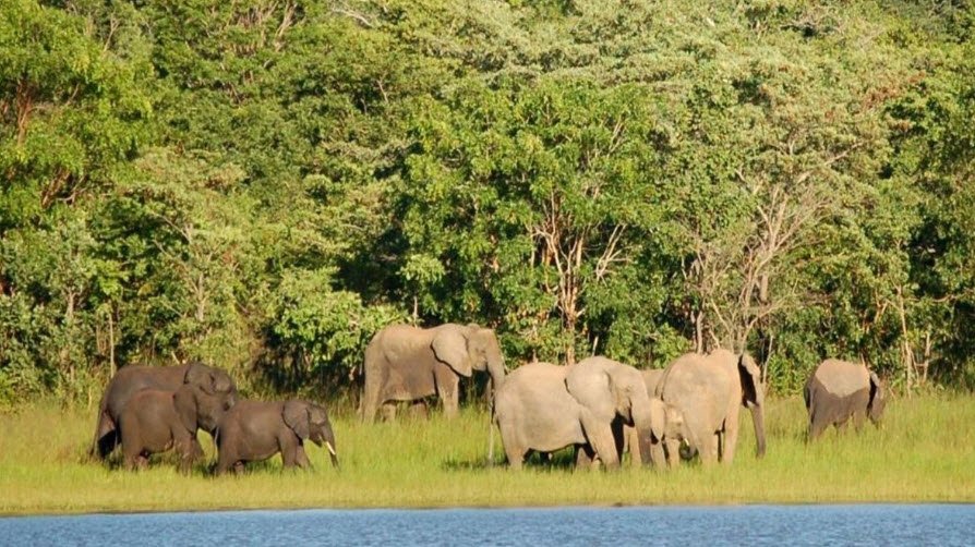 Kasungu National Park, Central Region (Kasungu District), Malawi